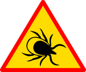 insecte