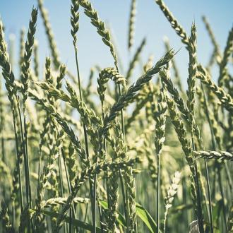 Agriculture