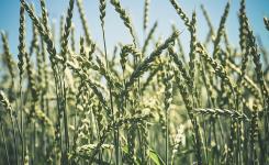 Agriculture