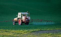 glyphosate