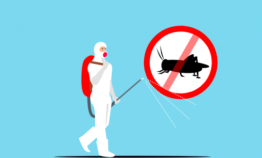 Insecticide